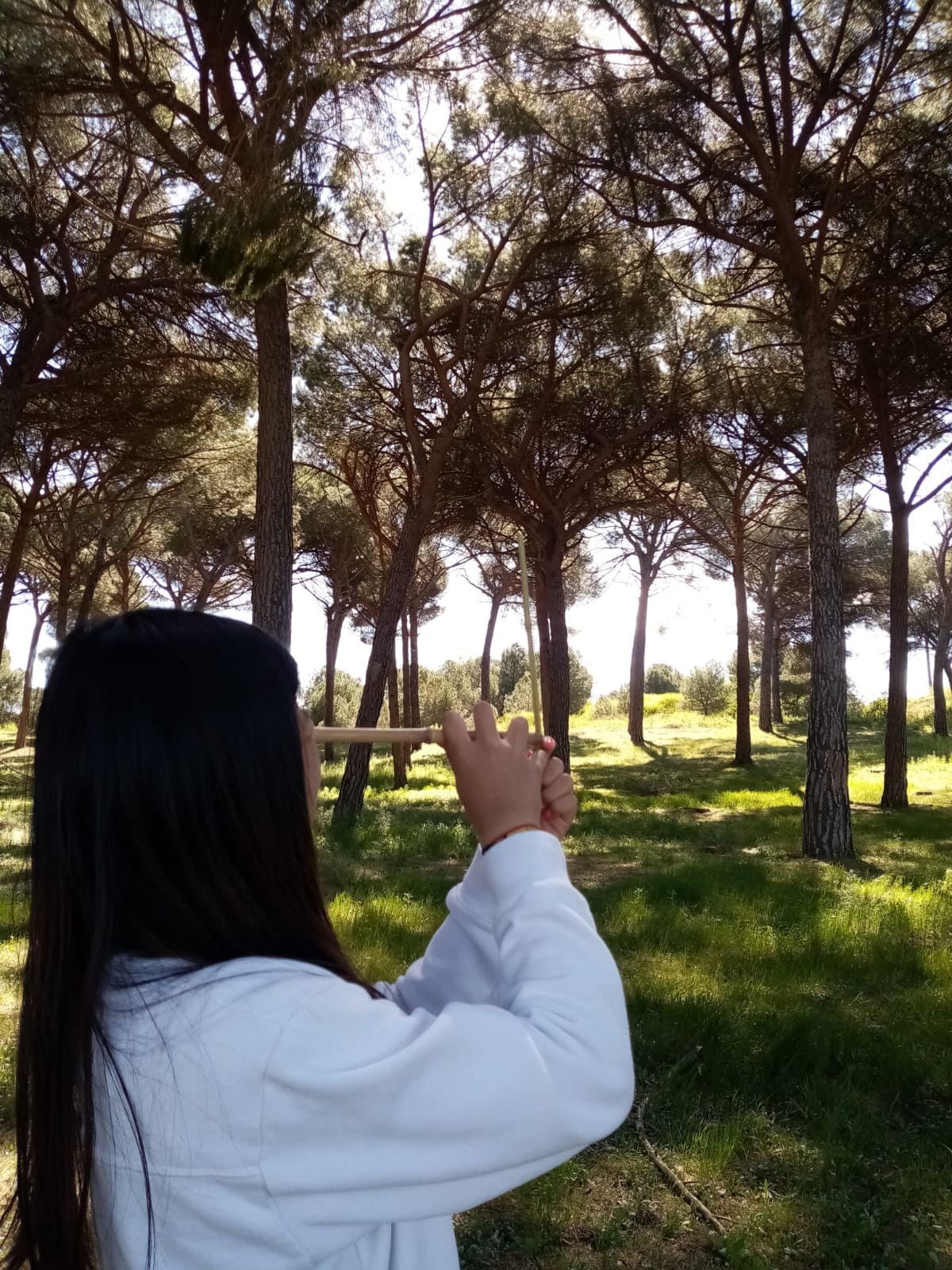 El bosque, recurso sostenible a conocer y salvaguardar